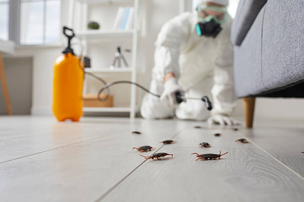 Affordable Termite Control solutions in Fostoria, OH